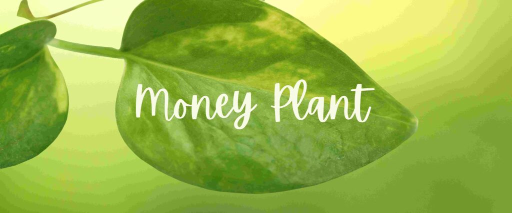 Money Plant: the Chinese Money Plant, Benefits, Growth Secrets, and Vastu Insights