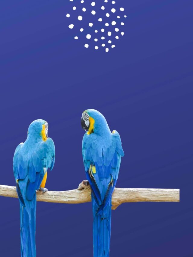 birds name in hindi cover image