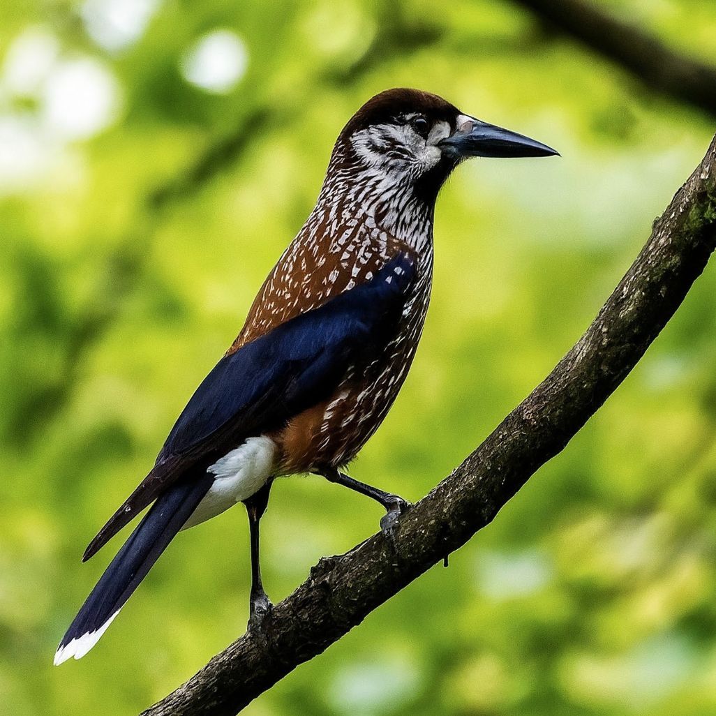 चिलगोज ( chilgoz) Himalayan pine nutcracker