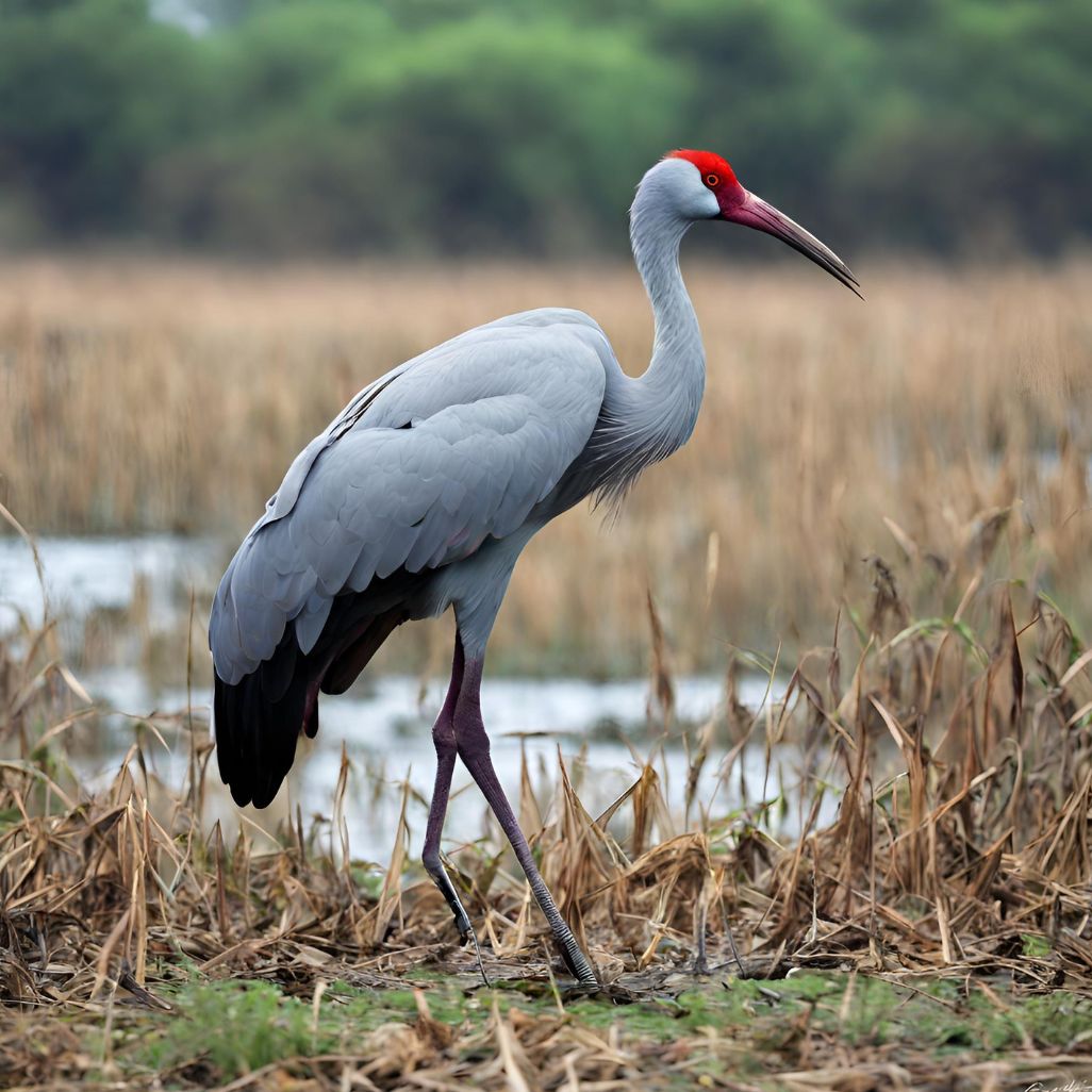 सारस (saras)_ Sarus crane