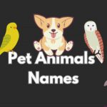 Pet Animals Name blog image choose the name for your pet