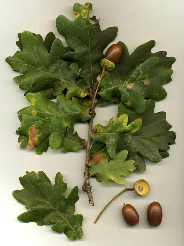 Quercus_robur plant image